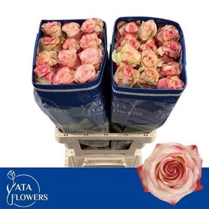 <h4>R Gr Paloma Ec</h4>