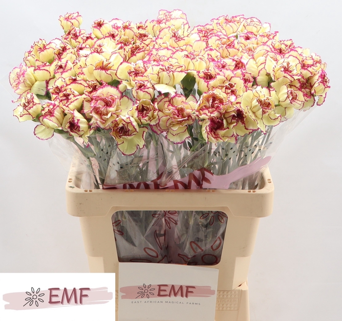 <h4>DI ST FLOUNDER+</h4>