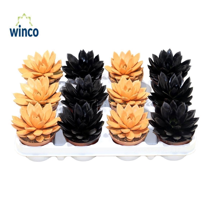 <h4>Echeveria Paint Halloween</h4>