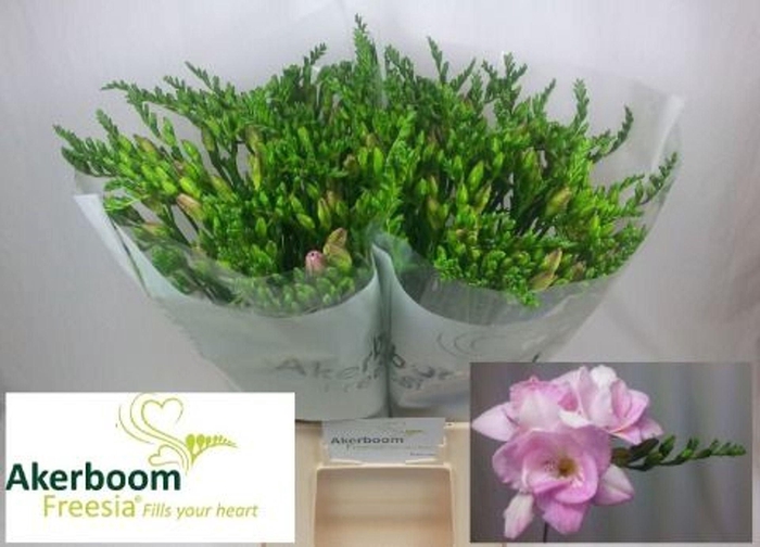 <h4>Freesia du Honeymoon</h4>