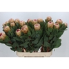 Protea Grandicolor