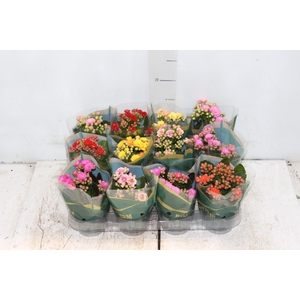 KALANCHOE DOBRADO MINI P09