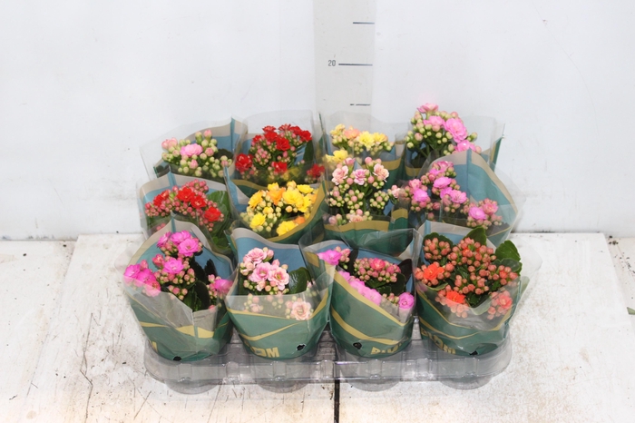 <h4>KALANCHOE DOBRADO MINI P09</h4>