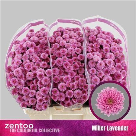 <h4>Chr S Miller Lavende ''new''</h4>