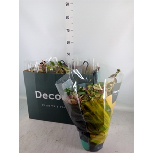 Tradescantia flum. 'Quadricolor'