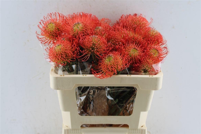 <h4>LEUCO CO SUCCESSION</h4>