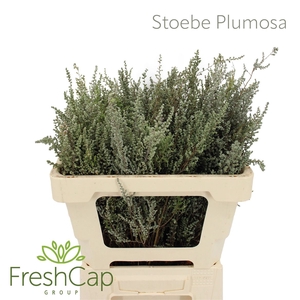 Stoebe Plumosa