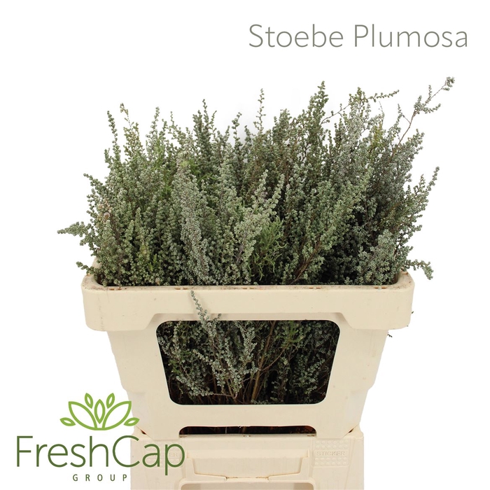 <h4>Stoebe Plumosa</h4>