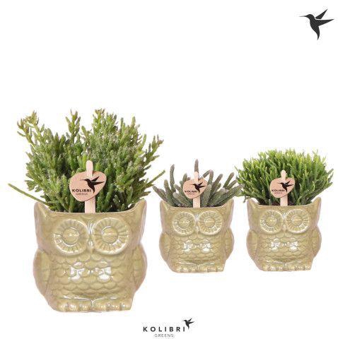 <h4>Kolibri Greens Rhipsalis mix in Owl pot green</h4>