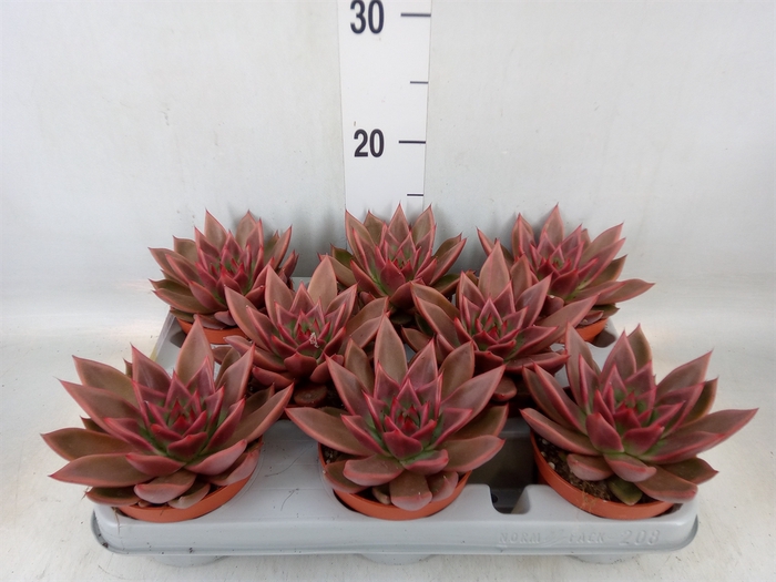 <h4>Echeveria   ...</h4>