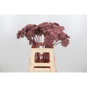 Ammi Zaad Kl Bh Rose Goud