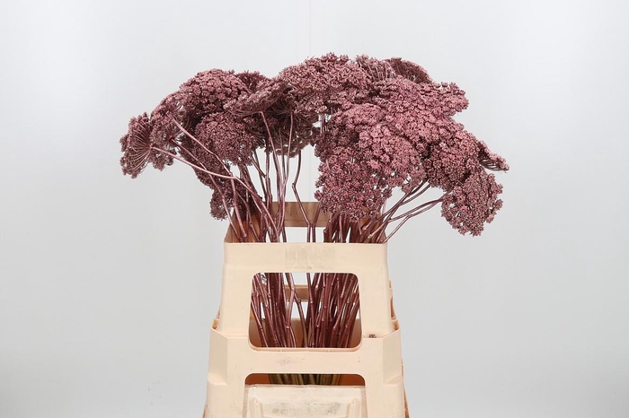 <h4>Ammi Zaad Kl Bh Rose Goud</h4>