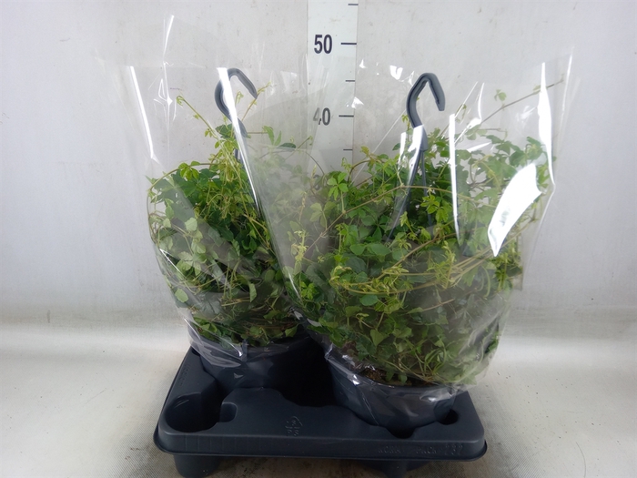 <h4>Parthenocissus  'Sugar Vine'</h4>