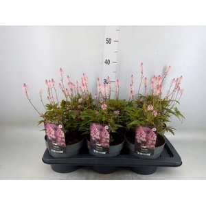 Senecio candidans 'Angel Wings'