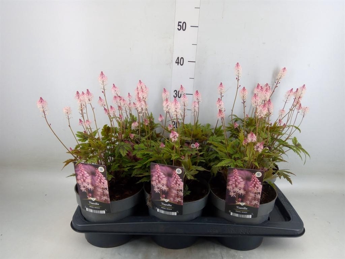 <h4>Senecio candidans 'Angel Wings'</h4>