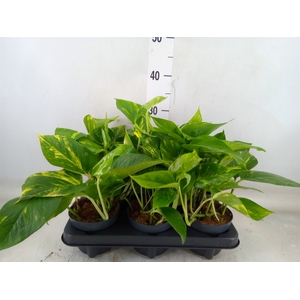 Epipremnum pinn. 'Aureum'