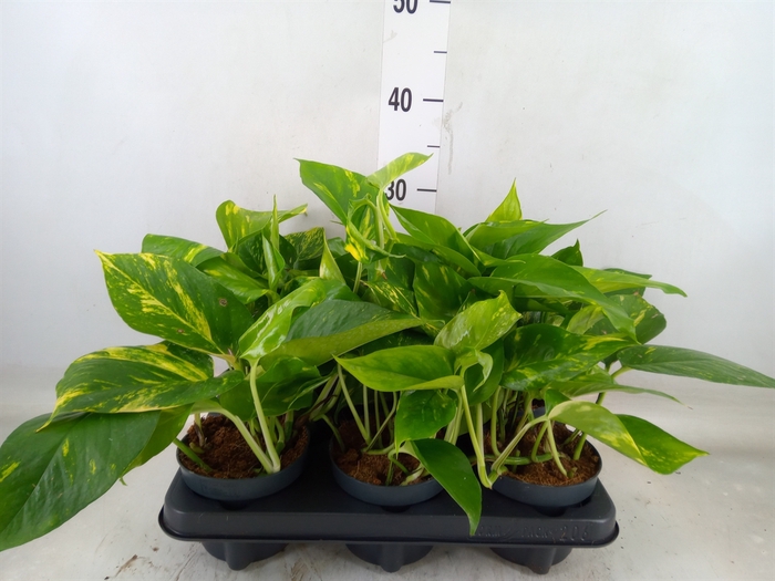<h4>Epipremnum pinn. 'Aureum'</h4>