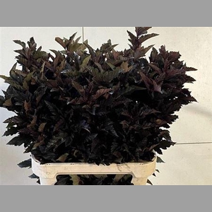 Physocarpus Op Diabolo Blad