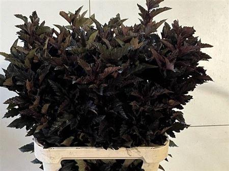 <h4>Physocarpus Op Diabolo Blad</h4>