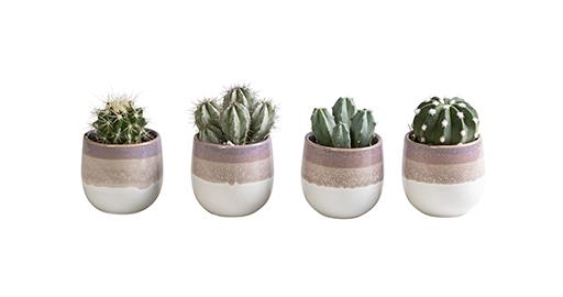 CACTUS MIX P6 L 65839