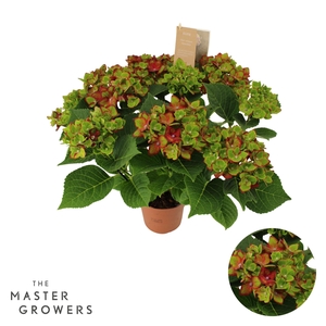 Hydrangea Hi Road lila 7/8 flowers