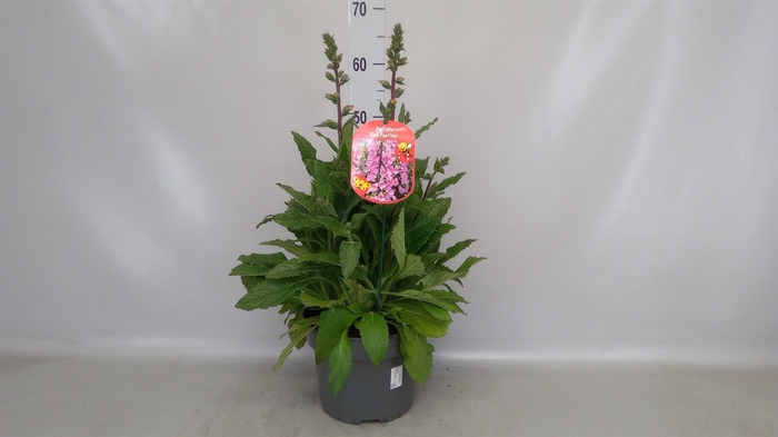 <h4>Digitalis   ...</h4>