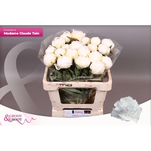 Paeonia Madame Claude Tain | XXL