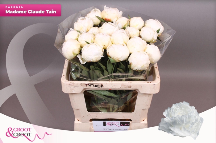 <h4>Paeonia Madame Claude Tain | XXL</h4>
