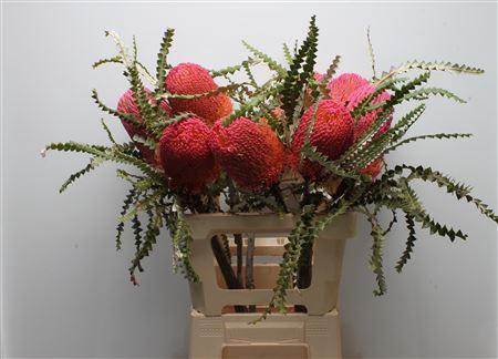 <h4>Banksia Speciosa Dusty Pink</h4>