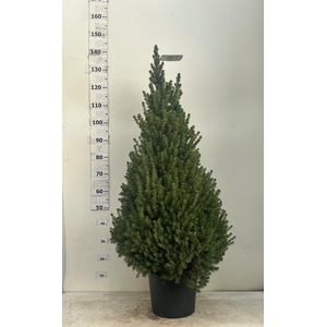 PICEA GL CONICA