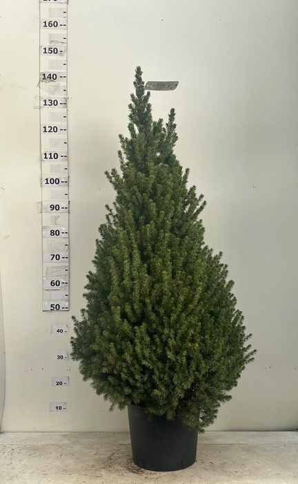 <h4>PICEA GL CONICA</h4>