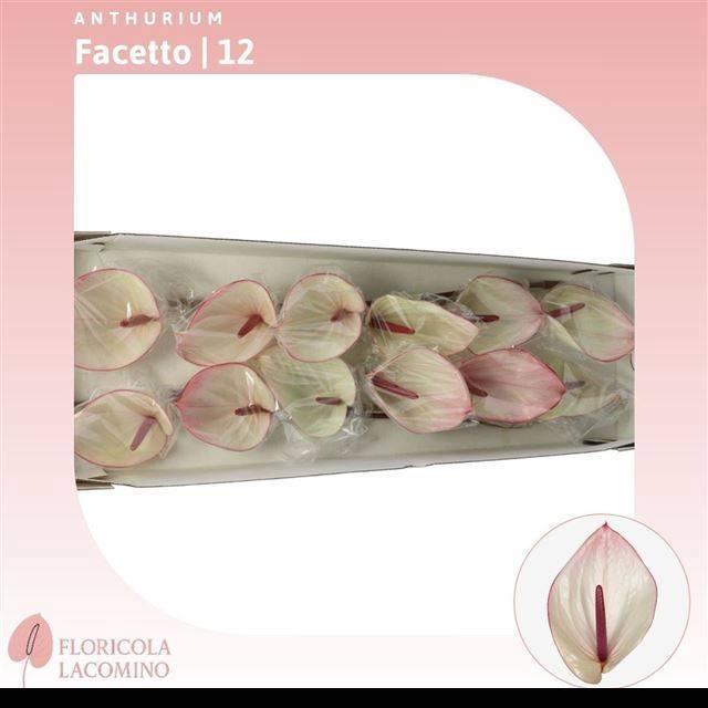 <h4>ANTH A FACETTO</h4>