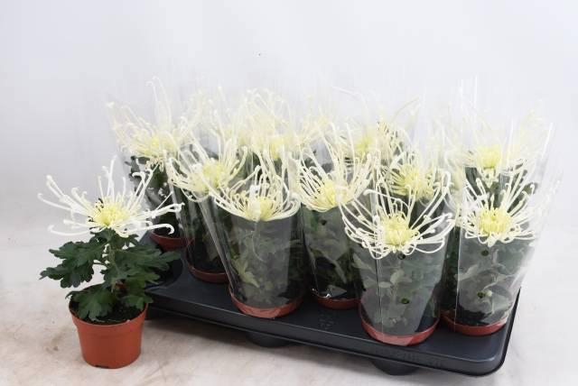 <h4>CHRYS FIREWO CREAM</h4>