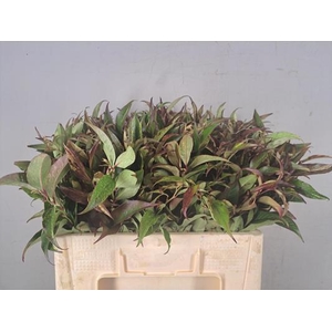 Leucothoe Rainbow Groen