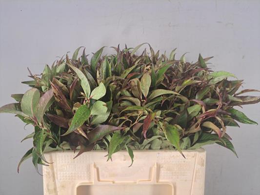 <h4>Leucothoe Rainbow Groen</h4>