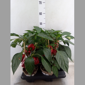 Capsicum annuum   ...paprika