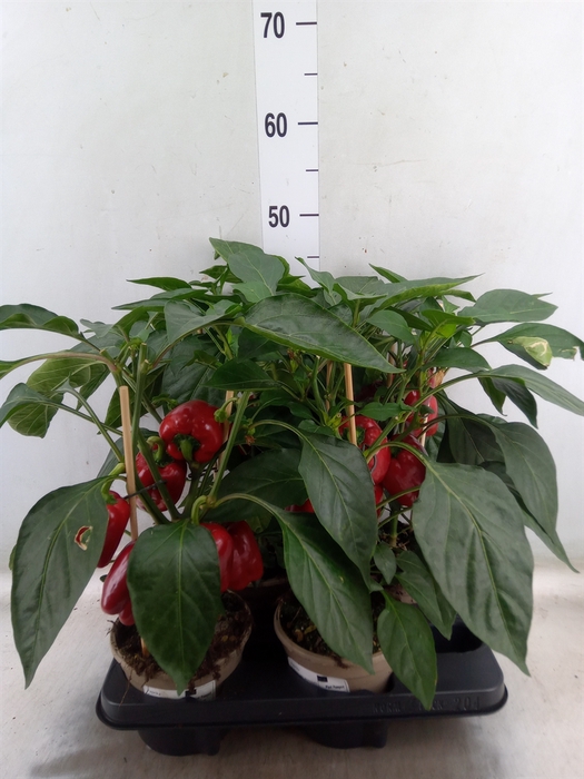 <h4>Capsicum annuum   ...paprika</h4>