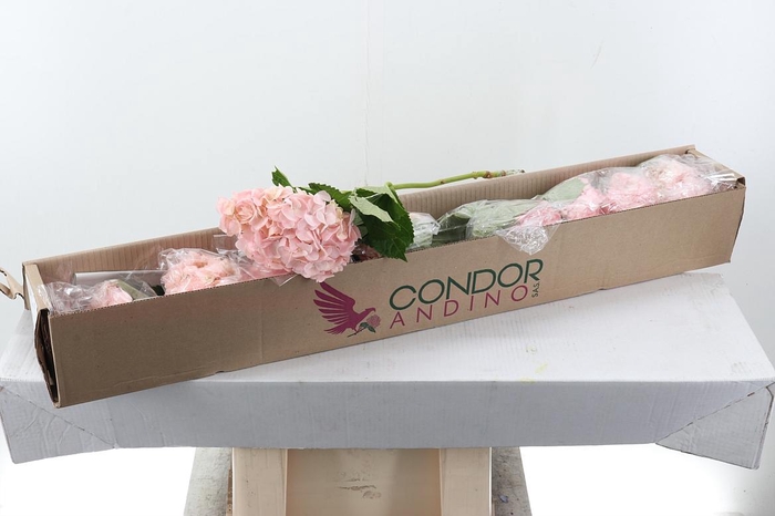 <h4>Hydr Light Pink Select Box x10</h4>