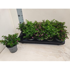 CUPH HYSSOPIFOLIA