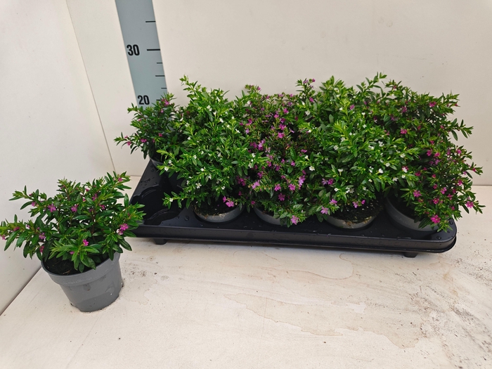 <h4>CUPH HYSSOPIFOLIA</h4>