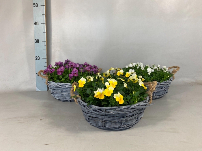 <h4>VIO CORNUTA</h4>