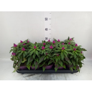 Celosia spic. 'Deep Purple'