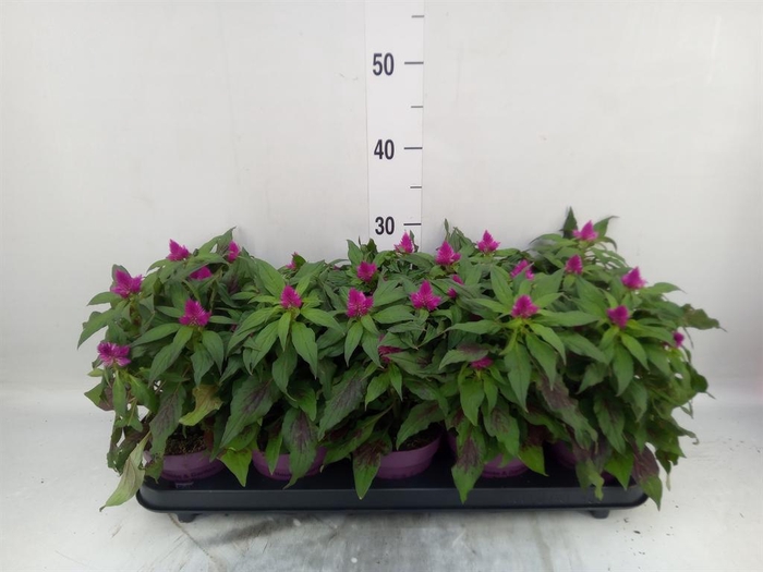 <h4>Celosia spic. 'Deep Purple'</h4>
