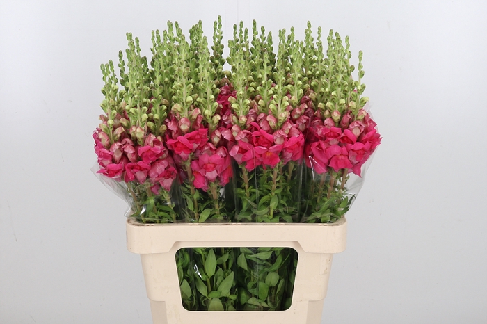 <h4>Antir Poto Cher Rose</h4>