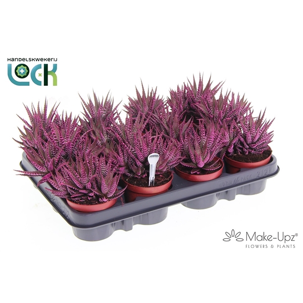 <h4>Haworthia big band Make Upz Roze</h4>