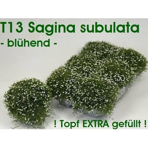 SAGINA SUBULATA