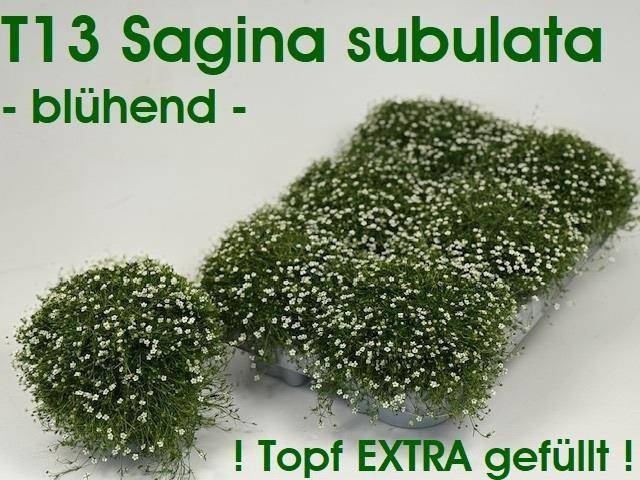 <h4>SAGINA SUBULATA</h4>