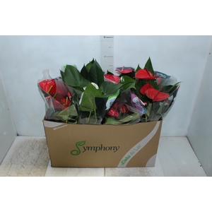 ANTHURIUM VARIADO P15