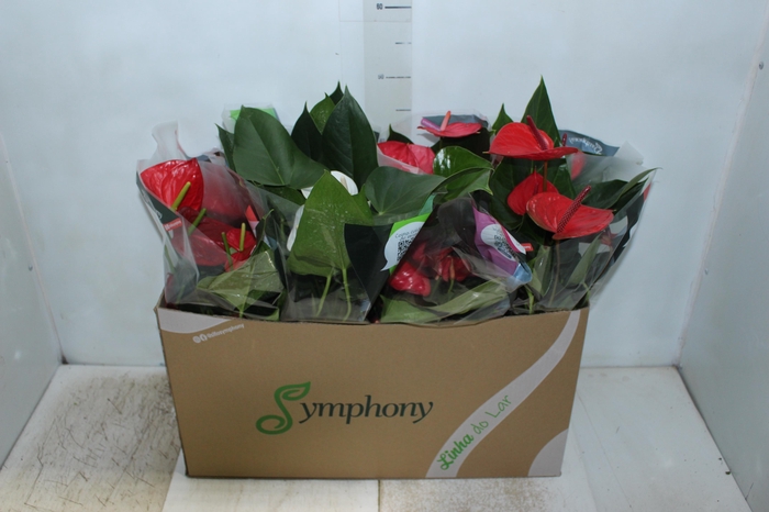 <h4>ANTHURIUM VARIADO P15</h4>