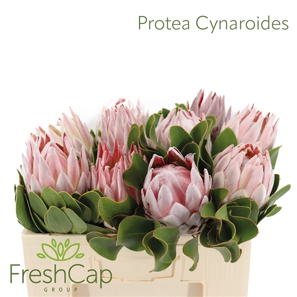 <h4>Protea Cynaroides</h4>